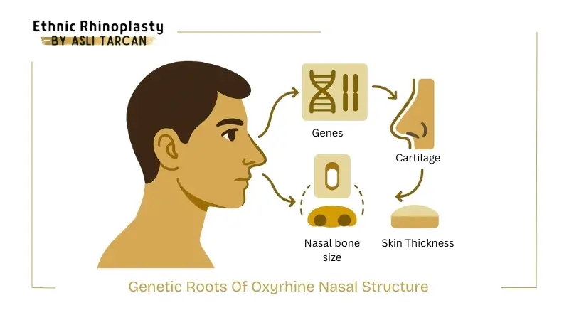Genetic Roots Of Oxyrhine Nasal Structure Genetic Roots Of Oxyrhine Nasal Structure